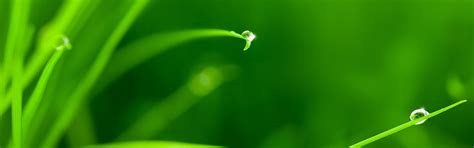 Download wallpaper greens, grass, water, drops, macro, section macro in ...