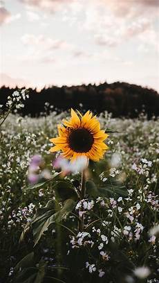 Wallpaper Lock Screen Iphone Sunflower Background by 10 Pretty Iphone X Wallpapers Sunflower Wallpaper Wallpaper Lock Screen Iphone Sunflower Background