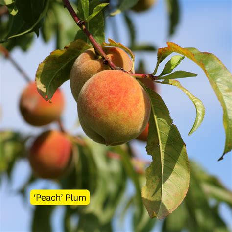 Peach Or Plum Botanically