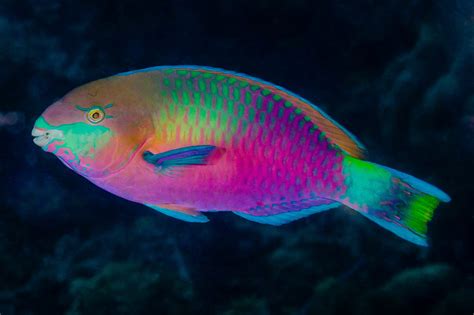 Quoy's parrotfish • Scarus quoyi • Fish sheet - outline of quoy fish