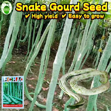 Image result for Python Snake Bean Seeds