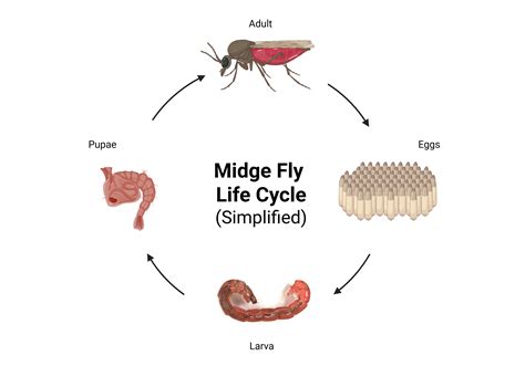 What Attracts Midge Flies