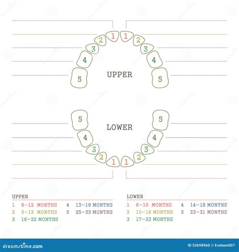 Tooth Chart Primary Teeth With Erupt & Shed Illustration Vector | CartoonDealer.com #113187196