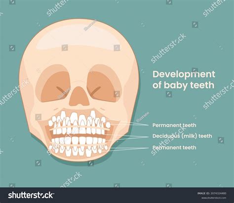 666 Skull Of Infant Images, Stock Photos & Vectors | Shutterstock