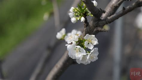 车厘子花你见过吗？这里将迎来成都平原第一波车厘子！_四川在线