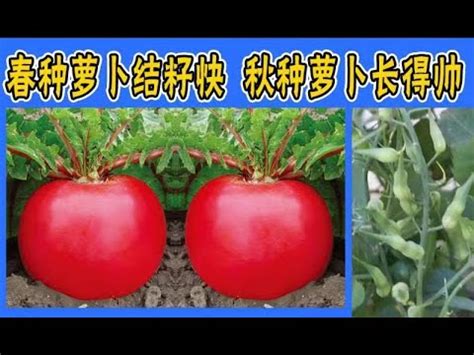 萝卜种子 | 收种子 | 种萝卜了，果实和叶子都好吃 How to collect seeds and grow turnip? - YouTube