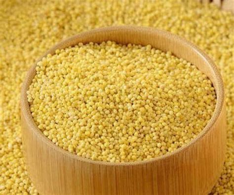 VAMSY ORGANICS Little Millet Natural Grains( 1kg) Kutki / Samai / Same ...