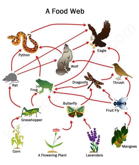 name the organism which is food for maximum number of organism - Brainly.in