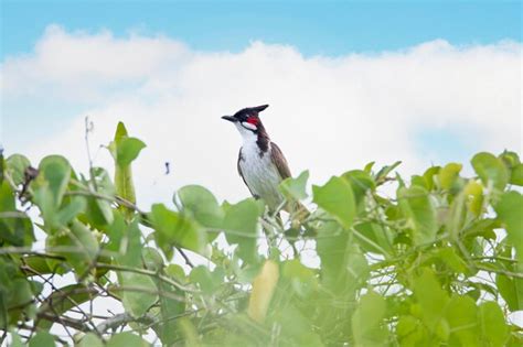 Bulbul à moustaches rouges perché sur une branche d'arbre | Photo Premium