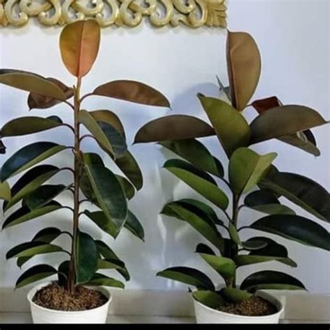 Jual pohon hias beringin karet kebo - pohon karet kebo - Kota Depok ...