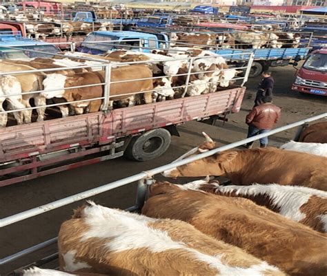 肉牛犊价格-三到四个月的牛犊报价-张北肉牛市场_肉牛引种-小牛犊价格|牛苗价格|张北牛市场|