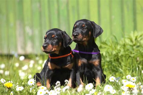 How Much Does a Doberman Cost? (2026 Price Guide)
