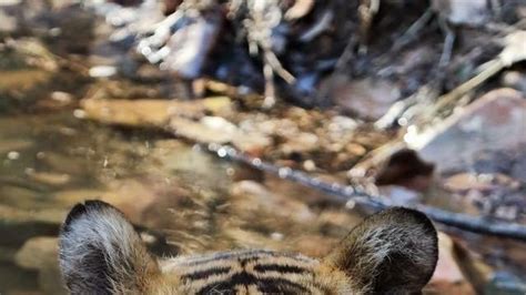 Petition · Save Ustad (T24) and his cubs - India · Change.org