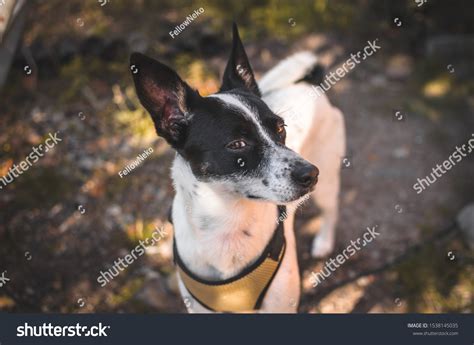 Suspicious Dog Meme Backyard Basenji Dog Stock Photo 1538145035 ...