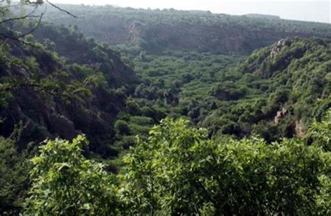 अब इकट्ठे पेड़ होना नहीं माना जाएगा Forest, सरकार ने तय किया एरिया ...
