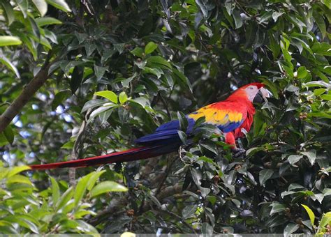 Honduran Animals