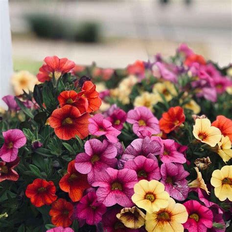 10 Colorful Yet Hardy Annuals to Brighten Your Garden – The garden!