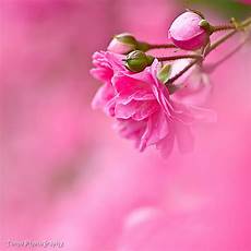 Beautiful Pink Image by Pink Is Beautiful Pink Color Photo 17288549 Fanpop Beautiful Pink Image
