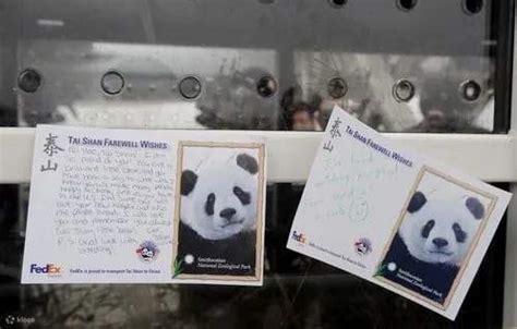 Panda Volunteer - Klook India