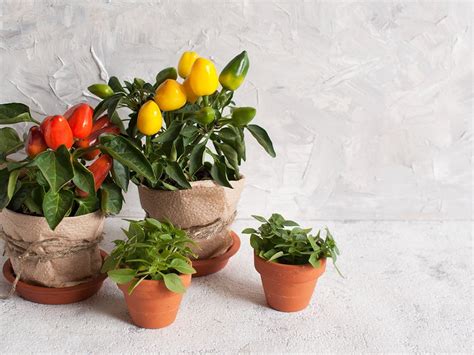 Ornamental Pepper Plant Chili