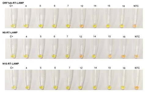 A Simple, Affordable, Rapid, Stabilized, Colorimetric, Versatile RT ...