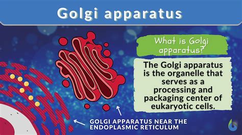 Animal Cell Golgi Bodies