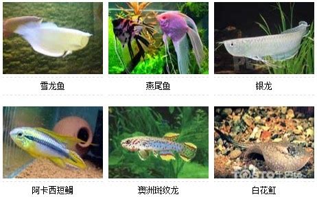 水族馆常见鱼类,水族馆常见观赏鱼,水族馆的鱼的名字大全_大山谷图库