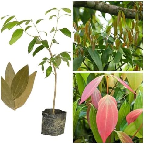 Plantopia Original (Syzygium polyanthum) Tej Patta/Bay Leaf/Tez Patta ...