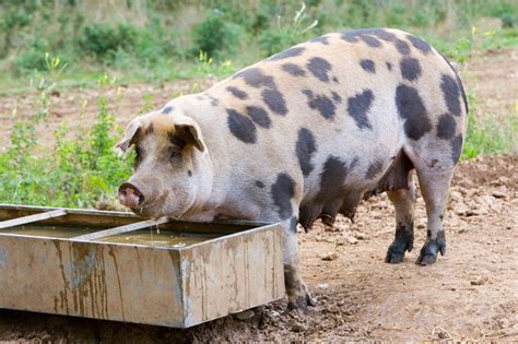 Breeds Of Hogs at Robert Parsley blog