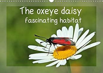 Buy The oxeye daisy - fascinating habitat 2019: In the flowers of the ...