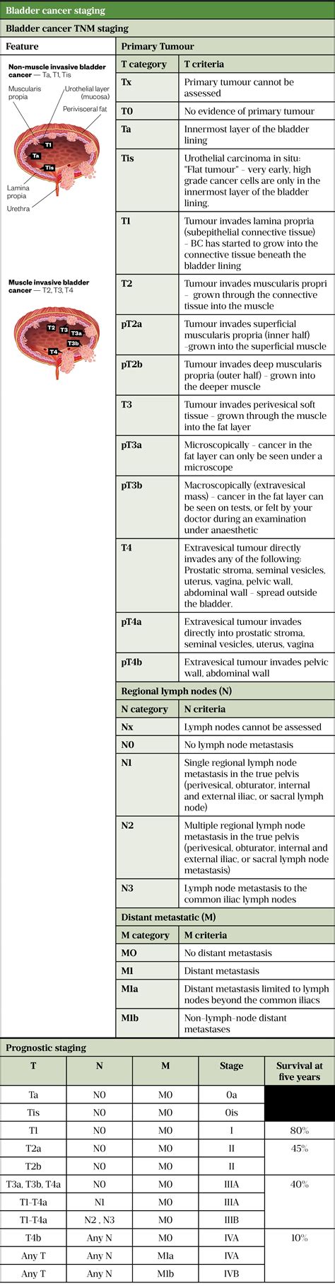 Bladder Cancer Staging