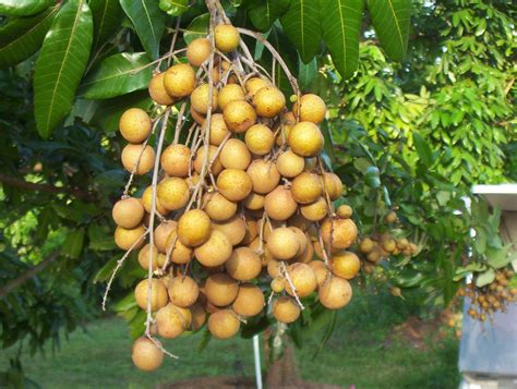 Longan Fruit Tree Plant Home Delivery all Bangladesh.