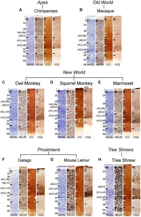Primary Visual Cortex Layers