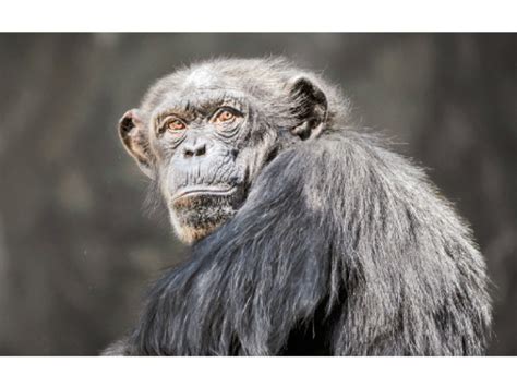 Chimpanzees do not forget faces even after two and a half decades!