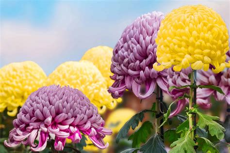 Japanese National Flower Chrysanthemum