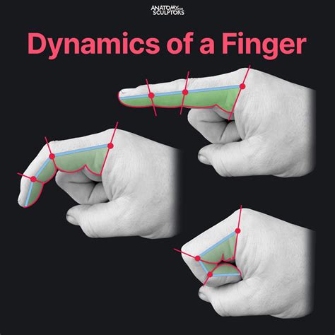 ArtStation - Dynamics of a finger | Anatomy reference, Anatomy, Anatomy drawing