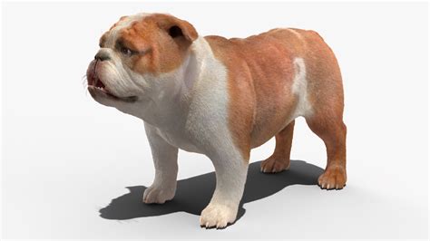 3D Bulldog Fur Rigged model | 3D Molier International