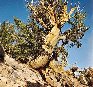 Image result for Tree Falling Fails