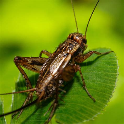 ไทยเสนอปูทาง’ความมั่นคงอาหาร-พลังงาน’เวทีเอเปค