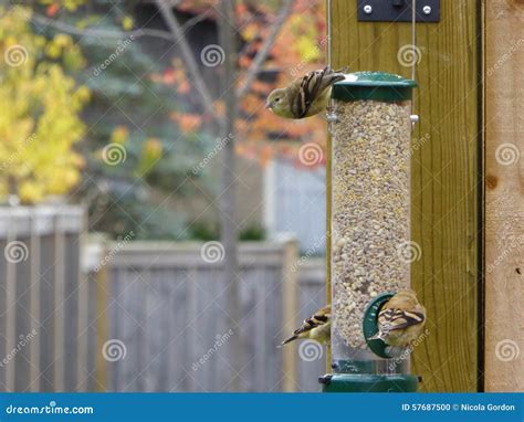 American Goldfinch on Feeder Stock Photo - Image of yellow, feeder ...