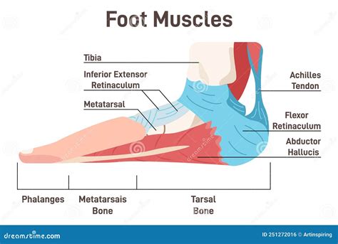Foot Muscles And Tendons. Anatomy Of Leg And Foot, Human Vector Illustration | CartoonDealer.com ...