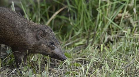 Pair of endangered Pigmy Hogs released in Assam Zoo - pair of ...