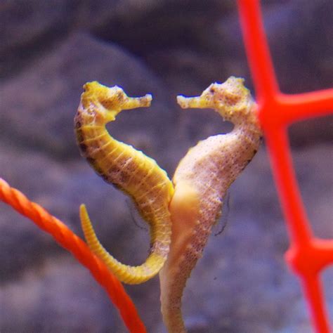 Seahorse Love | Seahorses mating, taken at Seahorse World in… | Flickr