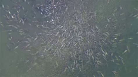 New seagrass project aims to feed manatees in Apollo Beach | FOX 13 ...