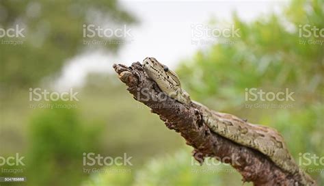 Image result for South African Python Snake