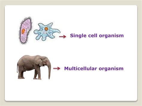 Image result for Class X BioLife Processes