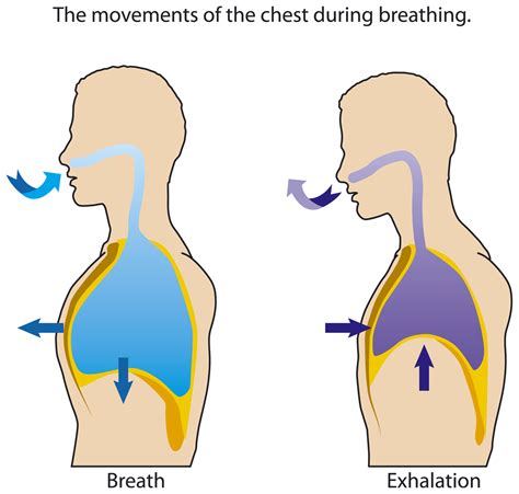 Yogic Slow Breathing for Beginners - Yoga Research and Beyond