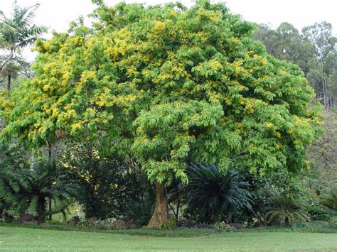Burma Padauk Tree: Discover the Hidden Beauty and Benefits of This Tro ...