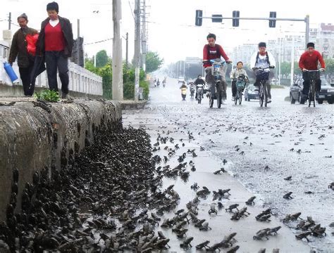 地震是什么动物最先知道 地震之前动物的反应-小狼观天下