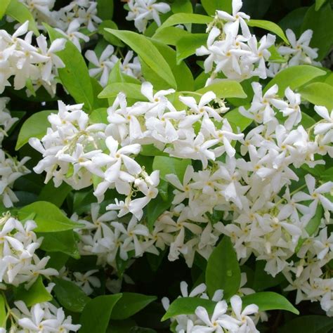 Jasmine Plant - How to Grow Indoor Care Guide | Houseplant 411 ...
